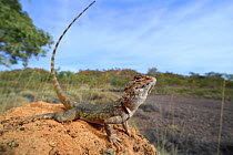 Ring-tailed dragon (Ctenophorus caudicinctus macropus) male, from a stony desert plain near Mount Isa in North West Queensland, Australia. Controlled conditions.