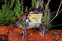 Giant banjo frog (Limnodynastes interioris) female, from the western slopes of the Great Dividing Range near Albury, southern New South Wales, Australia. Controlled conditions.
