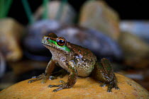 Spotted tree frog (Litoria spenceri) from a forested stream in the highlands of NE Victoria, Australia. Spring, controlled. Critically endangered.