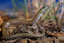 Striped Legless Lizard (Delma impar) from volcanic plains habitat in St Albans, a western suburb of Melbourne, Victoria, Australia. Controlled conditions. Endangered species.