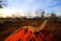 Spiny-tailed monitor (Varanus acanthurus) perched on a termite mound at sundown near the Barkly Homestead in the Northern Territory, Australia. Controlled conditions.