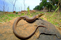 Mainland she-oak skink (Cyclodomorphus michaeli) from Nowra, southern New South Wales, Australia, Controlled conditions.
