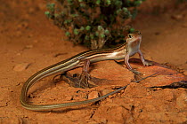 Gravelly-soil ctenotus skink (Ctenotus lateralis) sub adult, from Mount Isa, Queensland, Australia.