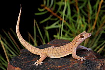 Robust dtella gecko (Gehyra robusta) nocturnally active in the Selwyn Ranges, Mount Isa. North West Queensland, Australia. Controlled conditions.