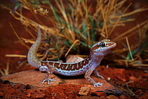 Pale-striped ground gecko (Lucasium immaculatum) male, from a desert sand plain near Mount Isa, North West Queensland, Australia. Controlled conditions.