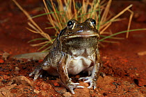 Giant frog (Cyclorana australis) breeding male, from a river gorge, Queensland, Australia. Controlled conditions.
