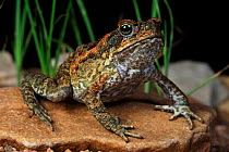 Cane toad (Bufo marinus) invasive species introduced to Australia. Mount Isa, Queensland, Australia, Controlled conditions.