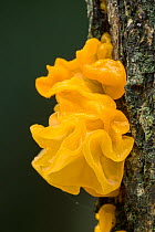 Yellow brain fungus (Tremella mesenterica) on Silver Birch, New Forest National Park, Hampshire, England, UK. October.