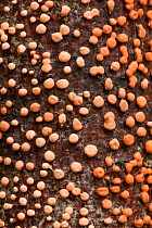 Coral spot fungus (Nectria cinnabarina) on deadwood, Perthshire, Scotland, UK. October.