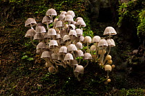 Fairy bonnets (Coprinellus disseminatus), Rhodope Mountains, Bulgaria. October.
