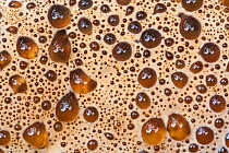 Oak bracket / weeping polypore fungus (Inonotus dryadeus) close up of drops on pores, Uplyme, Devon, England. August.