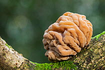 Brown brain fungus (Tremella steidleri), New Forest National Park, Hampshire, England, UK. October.