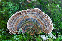 Turkey tail fungus (Trametes versicolor), New Forest National Park, Hampshire, England, UK. October.