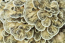Hen of the woods (Grifola frondosa), New Forest National Park, Hampshire, England, UK. October.