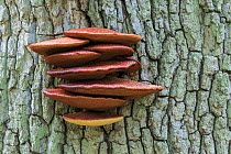 Beefsteak fungus (Fistulina hepatica) growing on Oak . October.