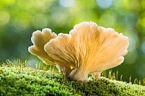 Oyster mushroom (Pleurotus ostreatus), New Forest National Park, Hampshire, England, UK. October.