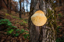 Bearded tooth fungus (Hericium erinaceus) on oak in broadleaved woodland, Rhodope Mountains, Bulgaria. November.