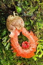 Stinkhorn fungus (Laternea pusilla), Cloud forest, Alajuela Province, Costa Rica. December.