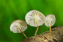 Group of three small fungi (Tetrapyrgos nigripes), Cloud Forest, Alajuela Province, Costa Rica. December.
