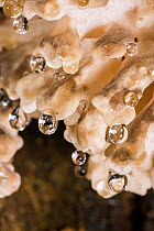 Hen of the woods fungus (Grifola frondosa) exuding guttation drops, New Forest, Hampshire, England, UK. October.