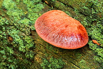 Beefsteak fungus (Fistulina hepatica) growing on Oak . October.