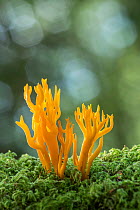 Yellow staghorn fungus (Calocera viscosa), New Forest National Park, Hampshire, England, UK. October.