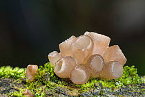 Beech jellydisc fungus (Neobulgaria pura), New Forest National Park, Hampshire, England, UK. October.