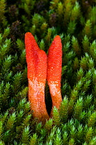 Scarlet caterpillarclub fungus (Cordyceps militaris), Ystradfellte, Powys, Wales. November.