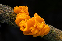 Yellow brain fungus (Tremella mesenterica) on Silver Birch, New Forest National Park, Hampshire, England, UK. November.