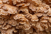 Hen of the woods fungus (Grifola frondosa) close up pattern of fruiting body, New Forest National Park, Hampshire, England, UK. November.