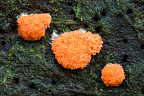 Raspberry slime mould (Tubifera ferruginosa), New Forest National Park, Hampshire, England, UK. October.