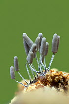 Slime mould (Stemonitopsis typhina) sporangia . May.