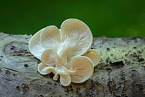 Oyster mushrooms (Pleurotus ostreatus) growing on fallen Beech trunk, New Forest National Park, Hampshire, England UK. September.
