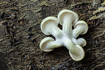 Oyster mushrooms (Pleurotus ostreatus) growing on fallen Beech trunk, New Forest National Park, Hampshire, England UK. September.