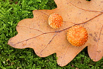 Cherry gall (Diplolepis quercusfolii) on oak leaf, Rhodope Mountains, Bulgaria. November.