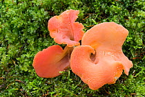 Apricot jelly fungus (Guepinia helvelloides), Lago di Fusine, Italy. October.