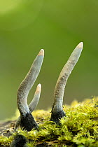 Dead moll&#39;s fingers fungus (Xylaria longipes) on Sycamore, Bridport, Dorset, UK. April.