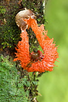 Stinkhorn fungus (Laternea pusilla) Cloud forest, Alajuela Province, Costa Rica. November.