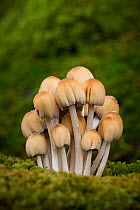 Glistening ink caps (Coprinus micaceus), New Forest National Park, Hampshire, England, UK. November.