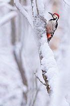 White-backed woodpecker (Dendrocopos leucotos) male on tree trunk in snow, Stora Tuvan Nature Reserve, Vasterbotten, Sweden