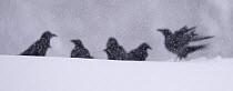 Raven on snow (Corvus corax), Vitbergets Nature Reserve, Vasterbotten, Sweden