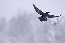 Raven (Corvus corax) flying, Vitbergets Nature Reserve, Vasterbotten, Sweden