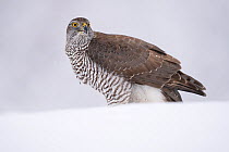 RF - Eurasian goshawk (Accipiter gentilis) juvenile in snow, Vitbergets Nature Reserve, Vasterbotten, Sweden (This image may be licensed either as rights managed or royalty free.)