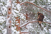 Golden eagle (Aquila chrysaetos) perched in tree in snow, Vitbergets Nature Reserve, Vasterbotten, Sweden