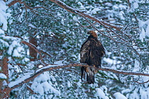 RF - Golden eagle (Aquila chrysaetos) perched in tree in snow, Vitbergets Nature Reserve, Vasterbotten, Sweden (This image may be licensed either as rights managed or royalty free.)