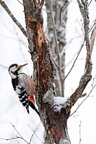 White-backed woodpecker (Dendrocopos leucotos) female on tree trunk in snow, Stora Tuvan Nature Reserve, Vasterbotten, Sweden