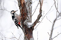 White-backed woodpecker (Dendrocopos leucotos) female on tree trunk in snow, Stora Tuvan Nature Reserve, Vasterbotten, Sweden