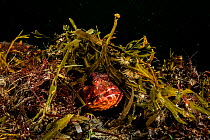 Cabezon (Scorpaenichthys marmoratus) hides under seaweeds off Vancouver Island, British Columbia, Canada