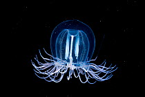 Red-eyed medusa (Polyorchis pencillatus) jellyfish at night off Vancouver Island, British Columbia, Canada