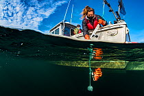 Researcher Hailey Davies uses Downrigger and action camera to monitor the lowering of a tiger rockfish (Sebastes nigrocinctus) for a study on fish barotrauma, whereby the gases in a fish expand as it...